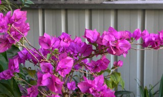 三角梅在什么时候换盆土最好 三角梅需要换盆土吗