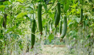 丝瓜种子催芽常温多少时间（丝瓜种子催芽温度）