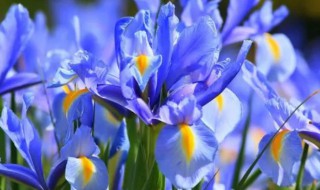 蓝色鸢尾花的花语是什么 蓝紫色鸢尾花花语是什么