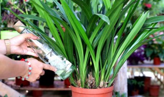 升级兰的养殖方法（升级兰怎么养）