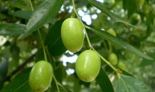 金枣树的养殖方法 金枣树怎么繁殖