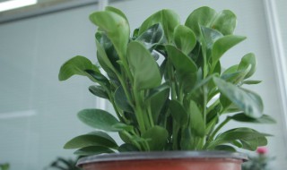 荷叶碧玉怎么养殖方法（小家碧玉的养殖方法）