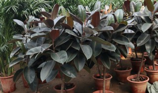 像皮树的养殖方法和注意事项 象皮树的养殖方法和注意事项有