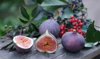 无花果怎么种植（无花果怎么扦插）