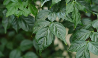 幸福树干枯了怎么处理 幸福树彻底干枯了怎么救活