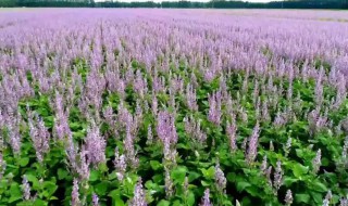 苏子怎么种植（苏子怎么种植视频）