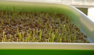 猫草怎么种植 猫草怎么种植方法水培