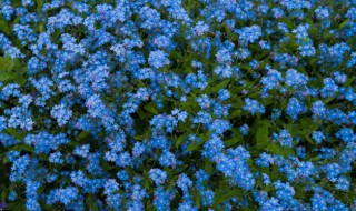 勿忘我花束怎么养（勿忘我花束要放水养吗）