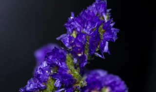 勿忘我花如何养 勿忘我花怎么种植