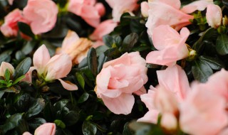 杜鹃花的种植方法（杜鹃花的种植方法和注意事项 盆栽）