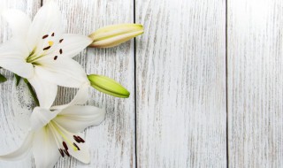 荷兰百合的养殖方法（荷兰重瓣百合花怎么养）