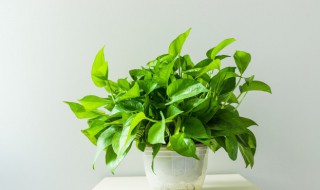 绿萝种子的种植方法（绿萝的育苗方法）