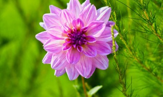 大丽花种球种植方法 大丽花种球种植方法盆栽