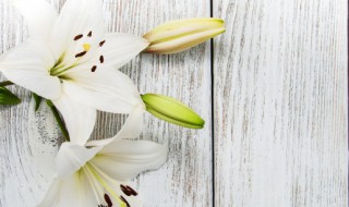 百合花的种植方法和管理 百合花怎样种植和管理