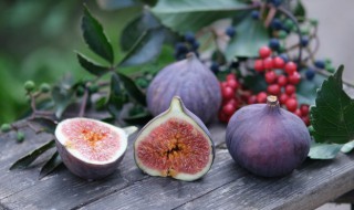 无花果的种植方法（无花果的种植方法和技术）