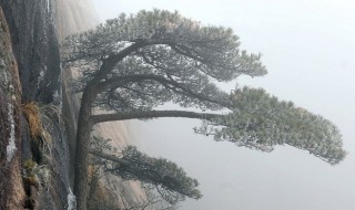 雪松的种植方法（雪松怎么种植技术）