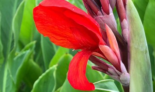 美人蕉种植方法和时间（美人蕉移栽时间）