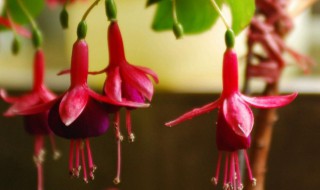 倒挂金钟怎么养殖方法(倒挂金钟的养殖注意事项)