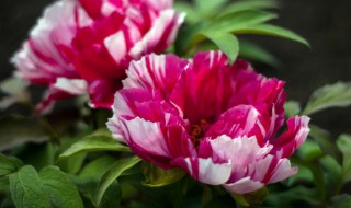 牡丹花种子种植方法和注意事项（牡丹花种子种植方法和注意事项有哪些）