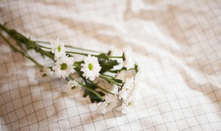 南非万寿菊的养殖方法 南非万寿菊的养殖方法和注意事项