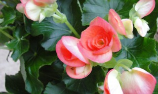 盆栽秋海棠的养殖方法(怎样养秋海棠)