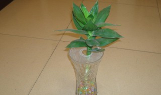 观音竹土培的养殖方法 观音竹土培怎样栽