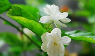 巴西茉莉的养殖方法(法国茉莉冬天怎样养殖)