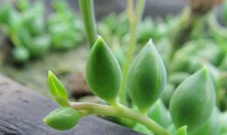 情人泪的养殖方法（情人泪的养殖方法和注意事项视频）