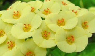 大花虎刺梅的养殖方法 大虎刺梅怎样养