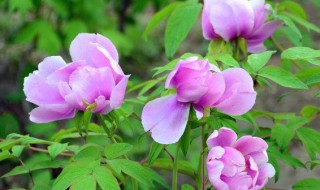 五彩芋的养殖方法 五彩芋的种植方法