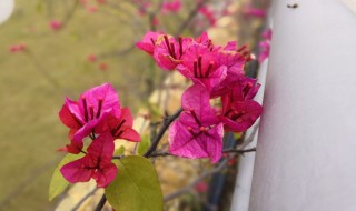 八角梅的养殖方法 五角梅的养殖方法