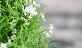 满天星盆栽种植方法 满天星盆栽种植方法全过程