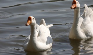 大鹅的养殖方法（大鹅养殖图片大全）