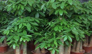 大叶发财树的养殖方法 大发财树怎么养殖方法