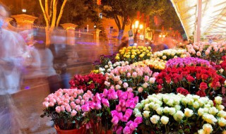 五彩叶的养殖方法（五彩叶好养吗）