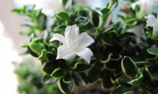 金边六月雪的养殖方法 金边6月雪怎么养活