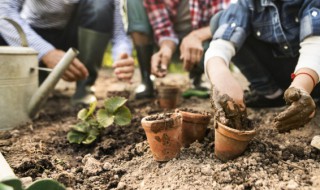 铁丝蕨的养殖方法(铁丝蕨怎么繁殖)