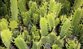 巴西龙骨花的养殖方法 巴西龙骨花的养殖方法和注意事项