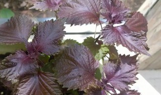 盆栽紫苏的种植方法 紫苏 盆栽