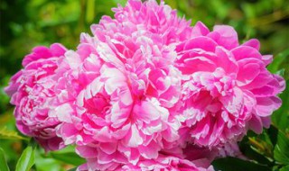 芍药盆栽的种植方法（芍药花的盆栽种植方法）