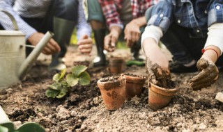 幸福树冬天的养殖方法(幸福树冬天怎么养才能安全过冬)