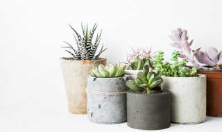 水晶玉露的养殖方法 水晶玉露的养殖方法和注意事项