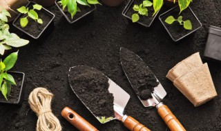 长寿树的养殖方法和注意事项有（长寿树适合放哪里养）