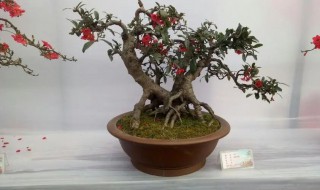 海棠花盆景的养殖方法 如何养殖海棠花盆景