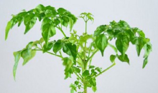 盆景幸福树的养殖方法 幸福树盆景方法和注意事项