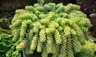 肉肉玉坠的养殖方法 多肉玉坠子怎么养