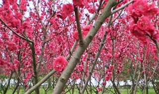 家庭干枝梅的养殖方法 如何养干枝梅