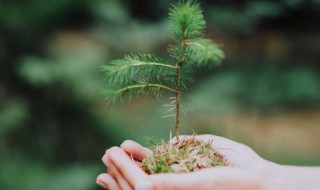 日本罗汉松的养殖方法 罗汉松种养方法