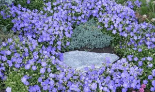 风铃草养殖方法（风铃草养殖方法?）