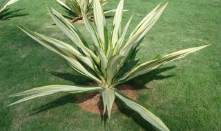 金边铁的养殖方法 金边铁树怎么养